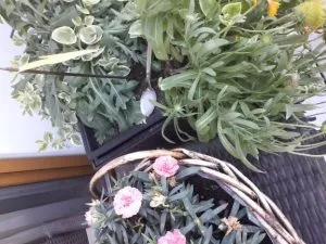 helft den Bienen helft den Bienen