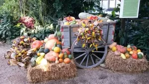 Kürbis