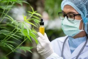 CBD Öl aus Hanf gewonnen